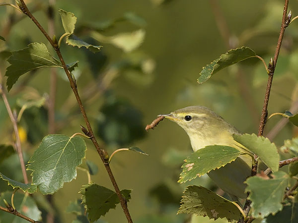 Pajulintu, Willow Warbler, Phylloscopus trochilus